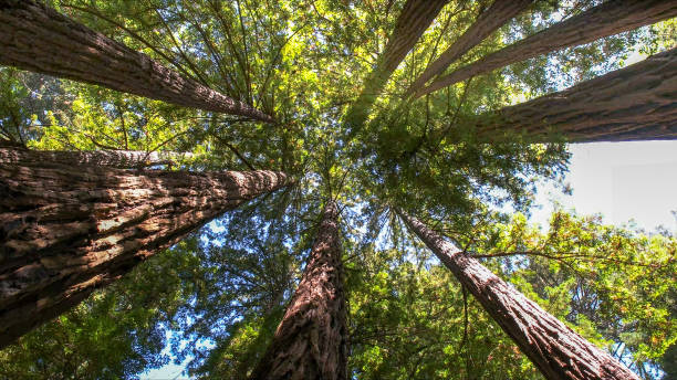 How Our Tree Care Process Works  in Merritt Park, NY